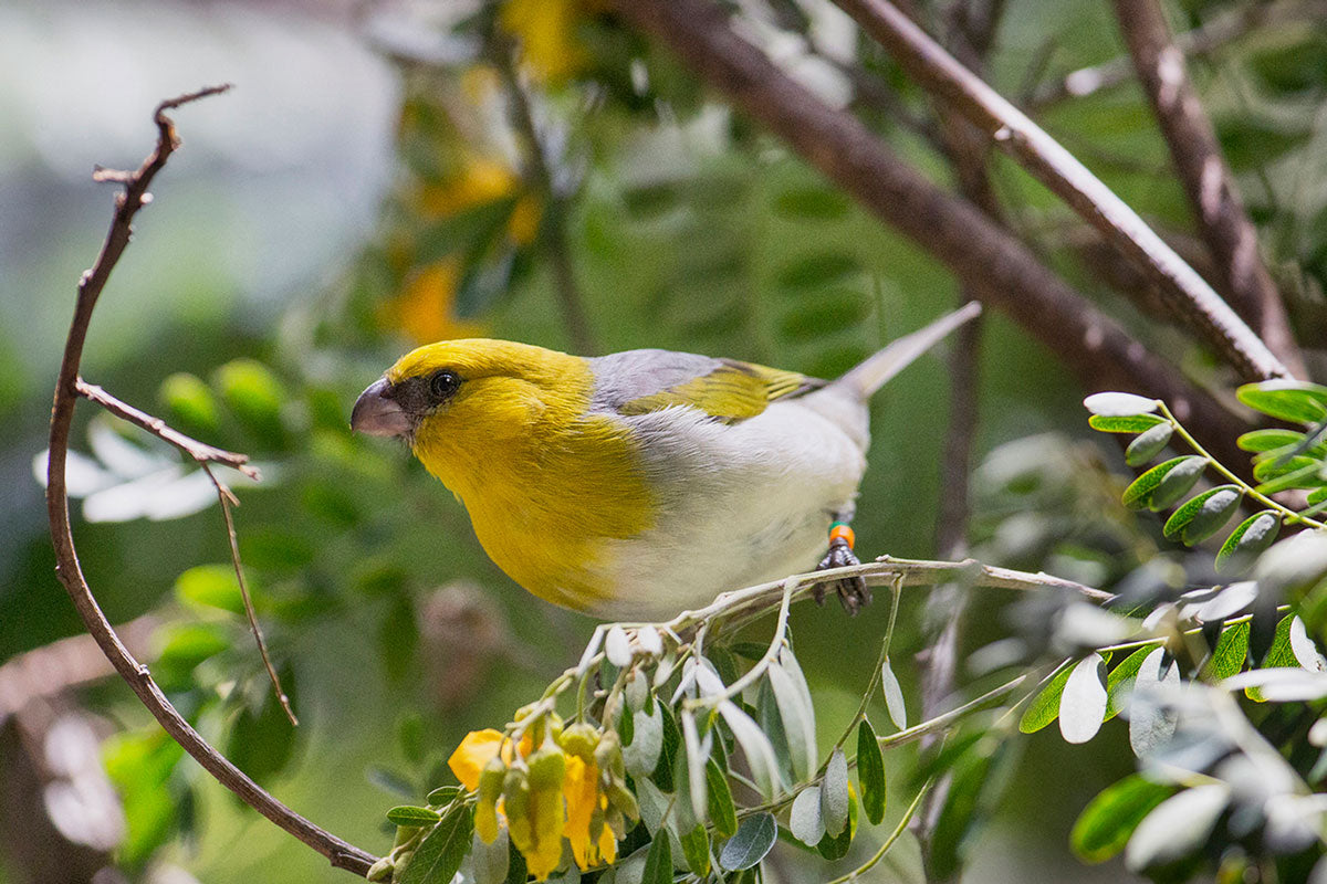 Spooner Spotlight: San Diego Zoo Wildlife Alliance