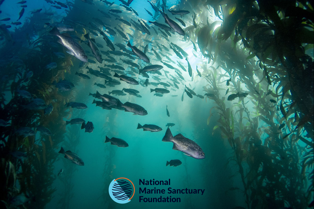 Spooner Spotlight: National Marine Sanctuary Foundation