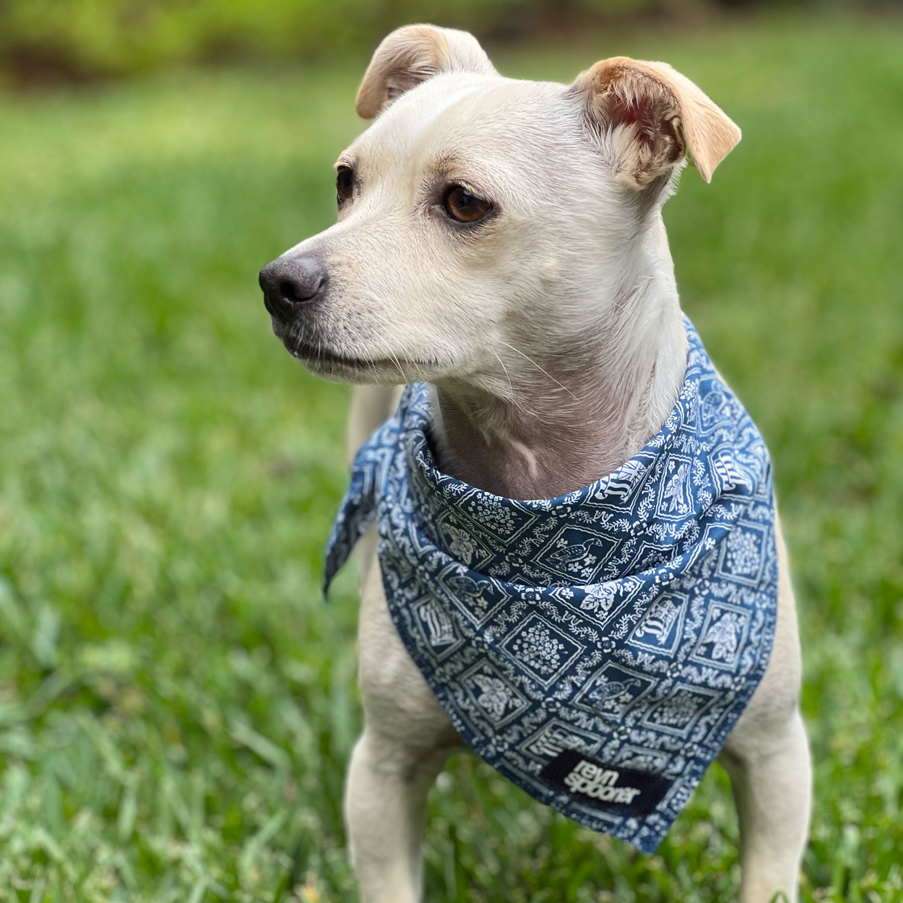 Reyn Spooner MINI LAHAINA SAILOR DOG BANDANA in DARK BLUE